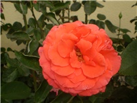 994617c8-Picture 6220.jpg